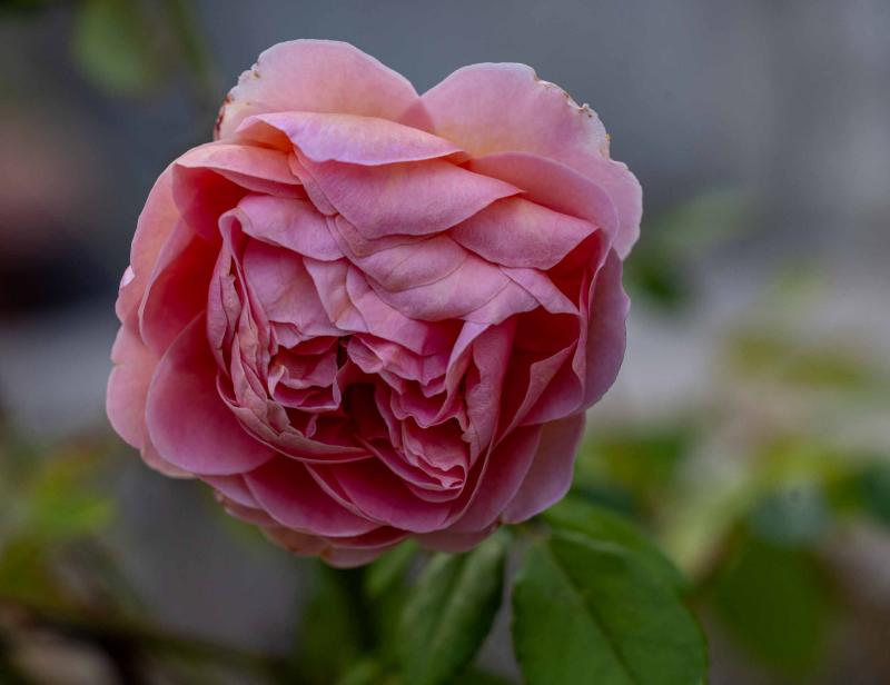 ezia canepa, eden delle rose, sanremo, case vacanze, vacanze, carri fioriti, casinò, festival di sanremo, casa mimin, teatro ariston