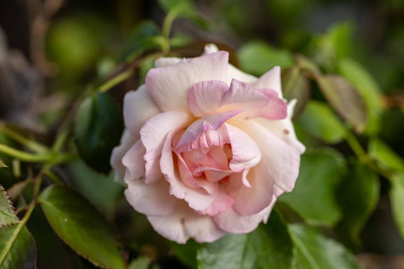 ezia canepa, eden delle rose, sanremo, case vacanze, vacanze, carri fioriti, casinò, festival di sanremo, casa mimin, teatro ariston