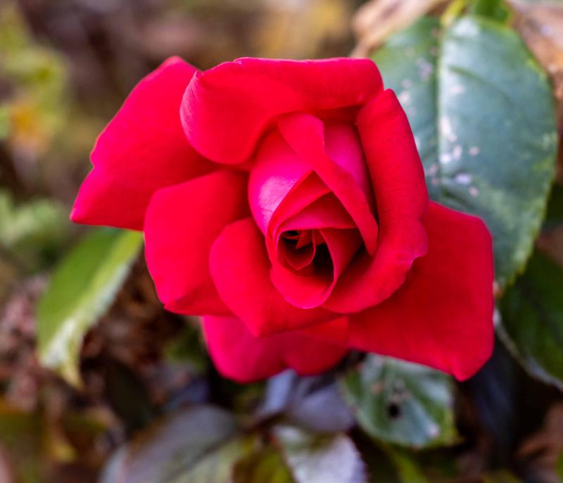 ezia canepa, eden delle rose, sanremo, case vacanze, vacanze, carri fioriti, casinò, festival di sanremo, casa mimin, teatro ariston