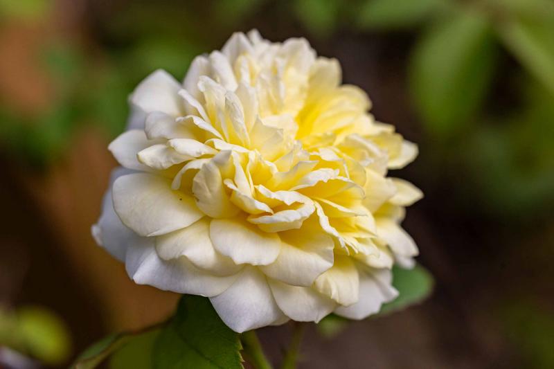 ezia canepa, eden delle rose, sanremo, case vacanze, vacanze, carri fioriti, casinò, festival di sanremo, casa mimin, teatro ariston