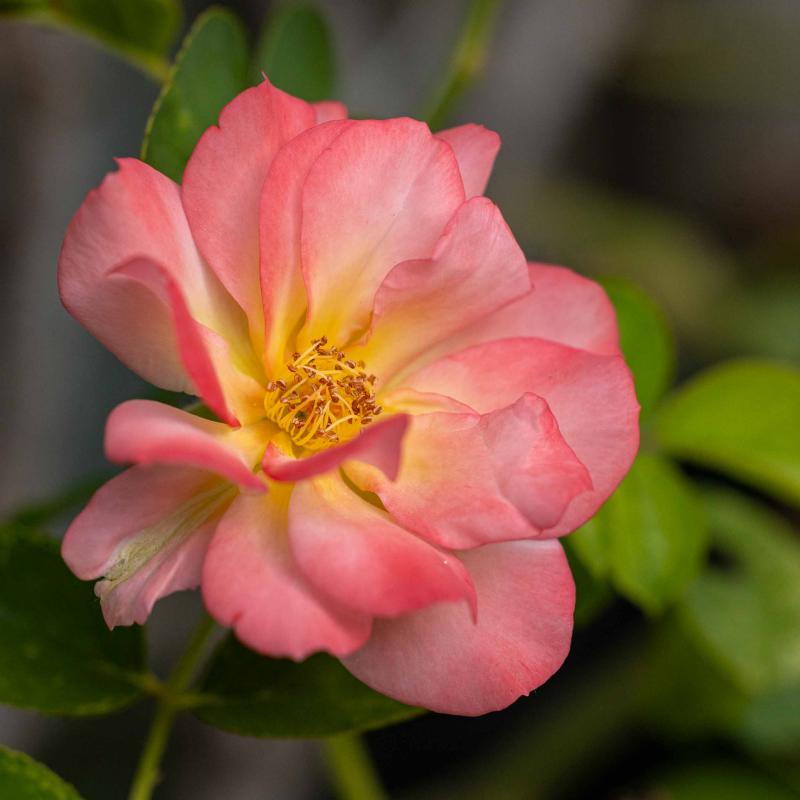 ezia canepa, eden delle rose, sanremo, case vacanze, vacanze, carri fioriti, casinò, festival di sanremo, casa mimin, teatro ariston
